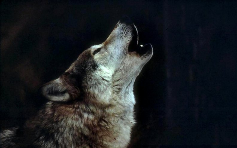 wolf_howl_f.jpg