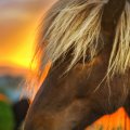 flaxen horse at sunrise