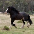 STRONG DRAFT HORSE