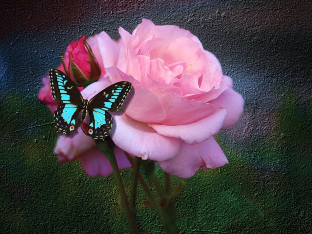 Butterfly on Pink Rose