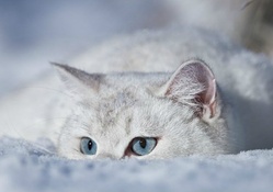Winter Cat