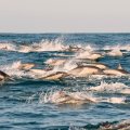Dolphins in the Open Water (as they should be)