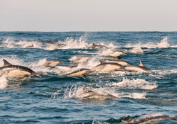 Dolphins in the Open Water (as they should be)