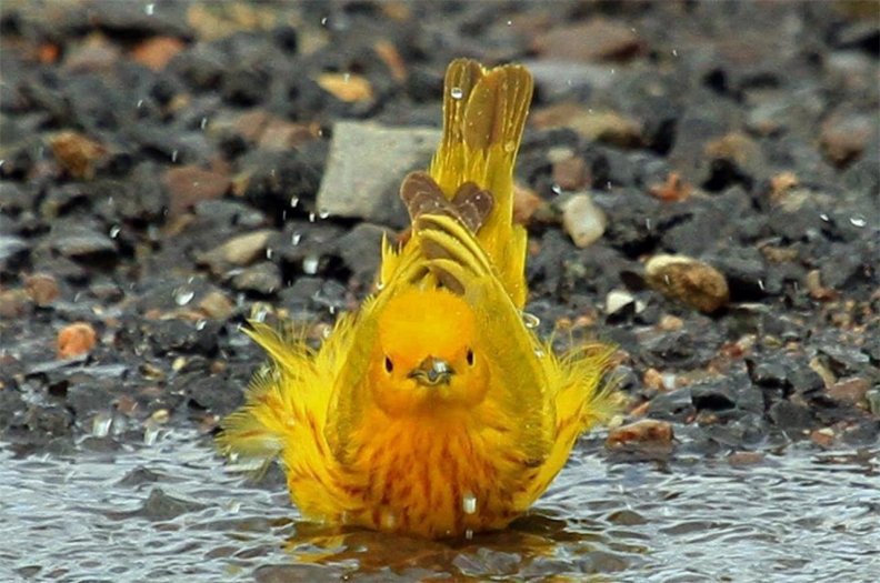 yellow_bird_bath.jpg
