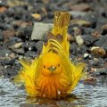 Yellow Bird Bath