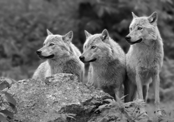 wolves trio