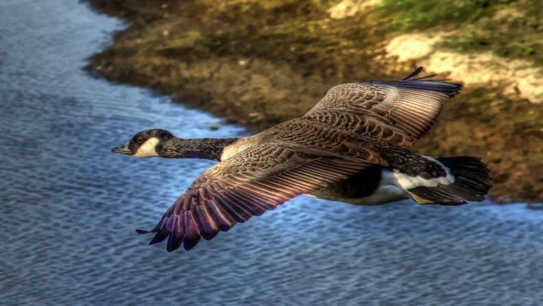 a canadian goose in flight hdr