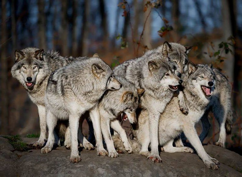 the_wolf_pack.jpg