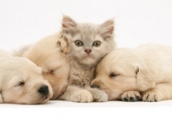 kitten and sleeping puppies