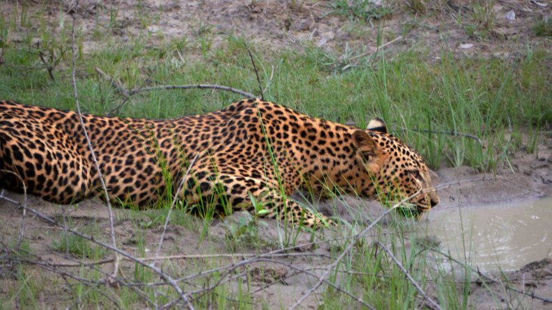 Leopard Drinking