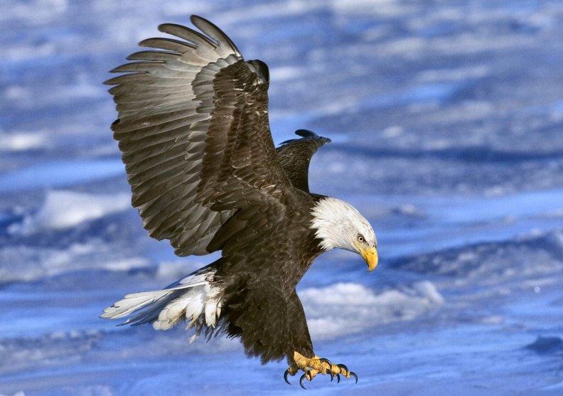 bald_eagle_in_flight_1.jpg