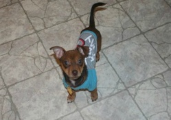 Oliver James Our Chiweenie