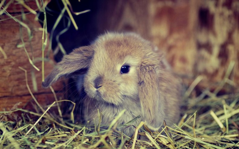 bunny.jpg