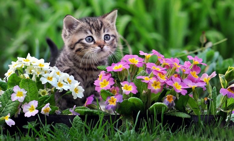 cat_and_primrose_flowers.jpg