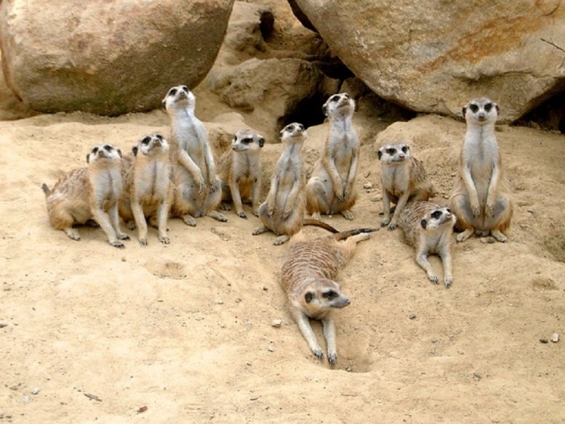 meerkat_family.jpg