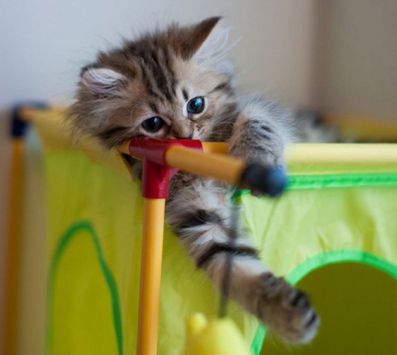 playful_kitty.jpg