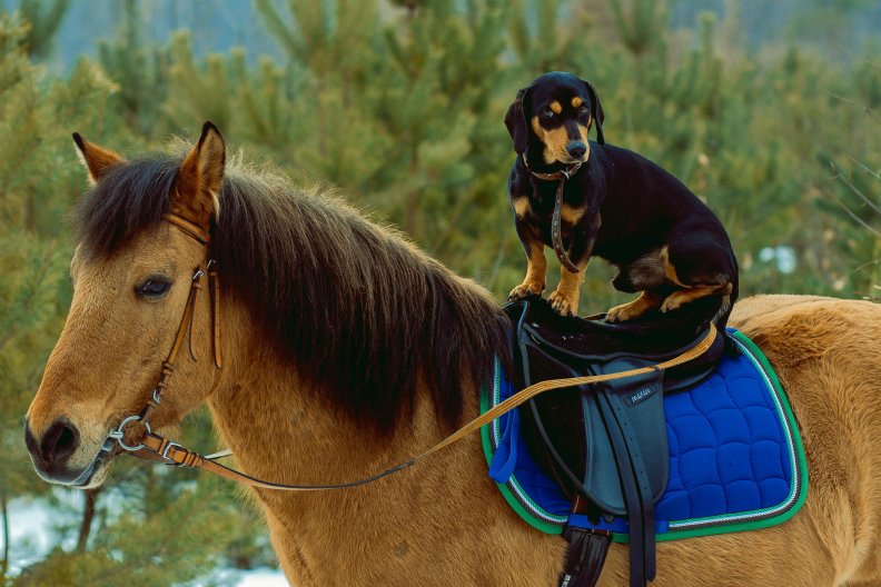 Хорс видео. Дог и лошадь. Horse and Dog.