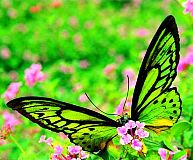 Butterfly Neon Bright