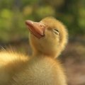 Happy duckling