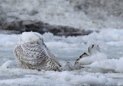 SNOWY OWL ON ICE