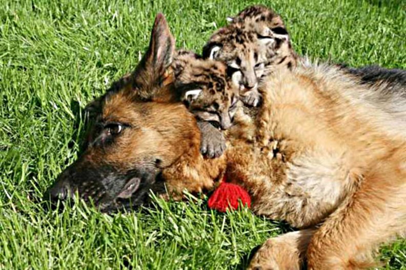 dog with cubs