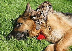 dog with cubs