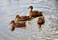 Ducks in a pond