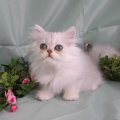 cute chinchilla white kitten