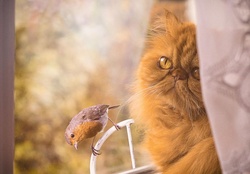 Cat and bird