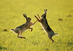 playing hares
