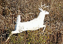 Seneca white deer