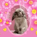 Miss Rabbit In Pink