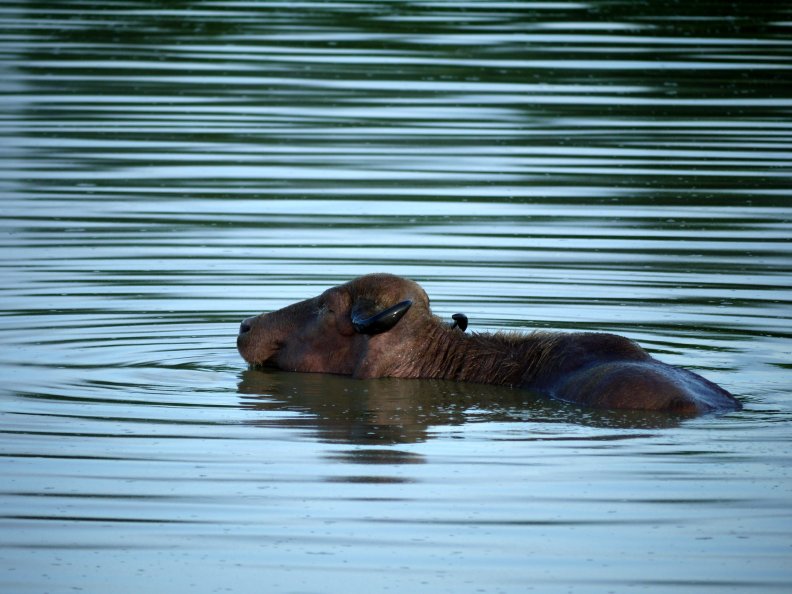 Male Water Buffalo