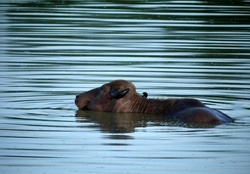 Male Water Buffalo