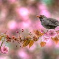 * Bird on a  flowering twig*