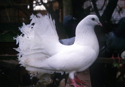White _Fan _Tail _Pigeon