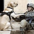 Soldiers dog