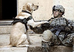 Soldiers dog