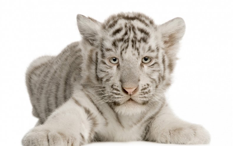 tiger_cub.jpg