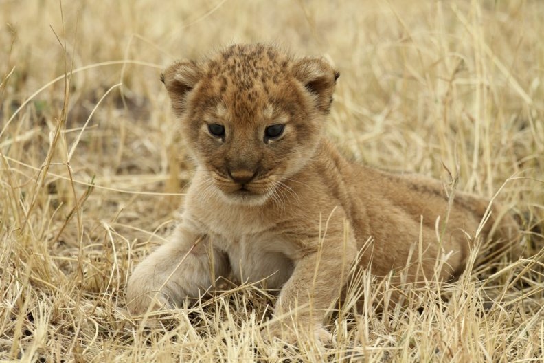 Lion Cub at Tanzanias Serengeti National Park