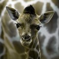 5 Day Old Giraffe at Zoo in Madrid