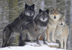 Wolves pack