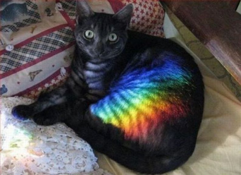 cat_with_rainbow.jpg