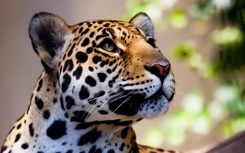 The magnificant leopard