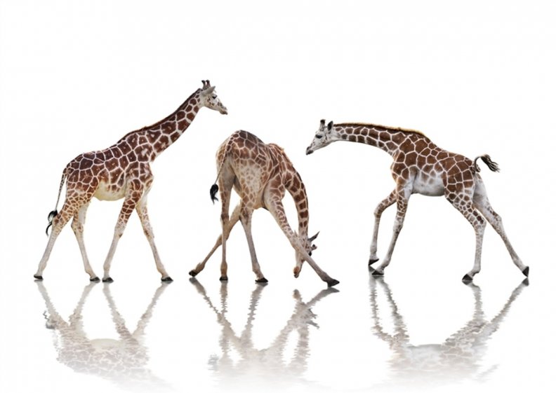 giraffe_dance.jpg