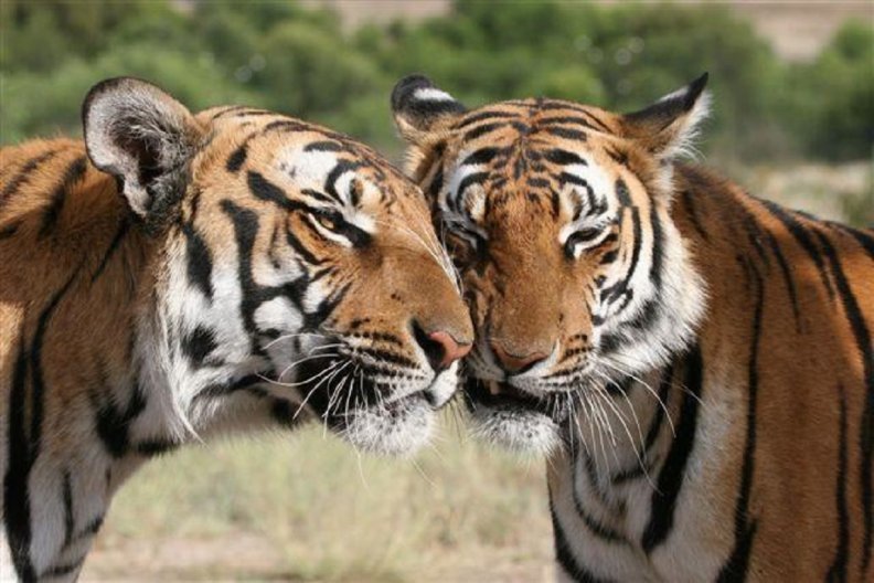 TWO TIGERS HUGGING