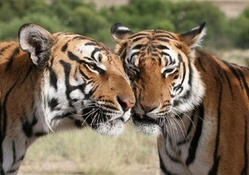 TWO TIGERS HUGGING