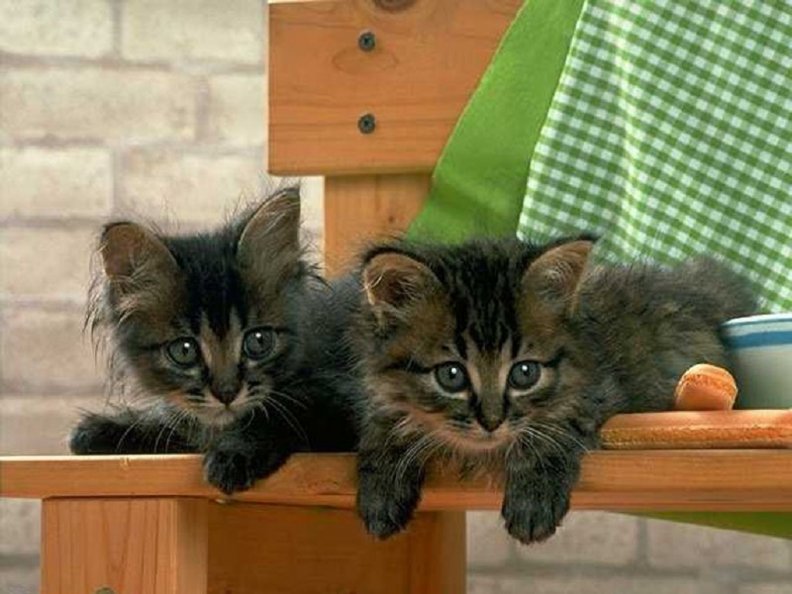 cute_kittens_on_the_bench.jpg