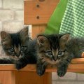 cute kittens on the bench