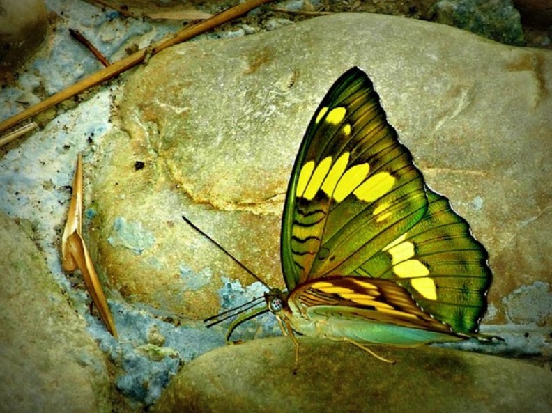 beautiful_butterfly.jpg